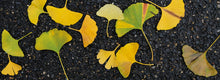 Carregar imagem no visualizador da galeria, Du platane au ginkgo: Histoire d’automne