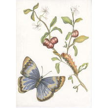 Carregar imagem no visualizador da galeria, MARIA SIBYLLA MERIAN. LA MAGIA DELLA CRISALIDE